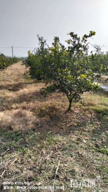 高度160厘米脐橙