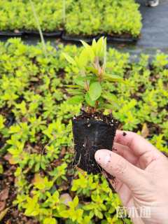 高度5厘米康乃馨