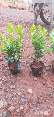 高度25厘米金叶女贞