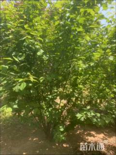 高度120厘米丛生榆叶梅