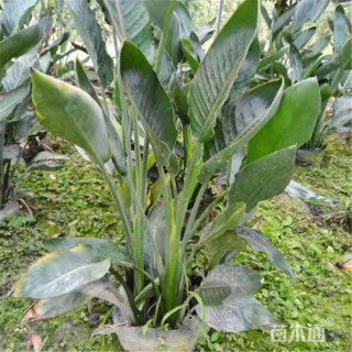 高度35厘米鹤望兰