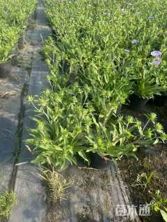 高度20厘米琉璃菊