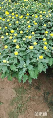 高度18厘米菊花