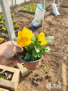 高度14厘米三色堇