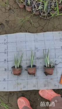 高度15厘米花叶玉婵花