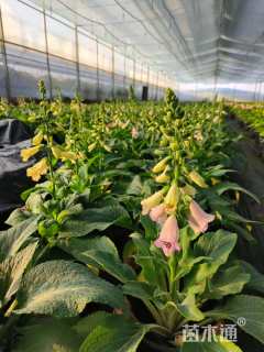 高度12厘米毛地黄