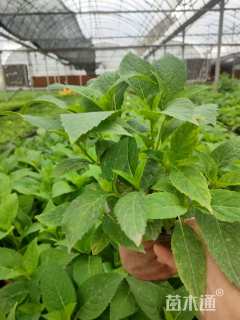 高度15厘米绣球荚蒾