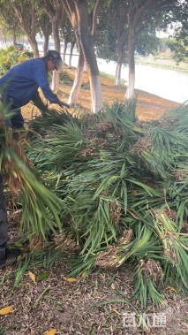 高度40厘米水生鸢尾