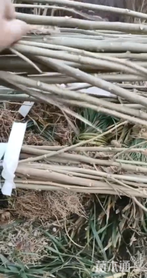 高度80厘米木芙蓉