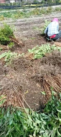 高度40厘米红王子锦带