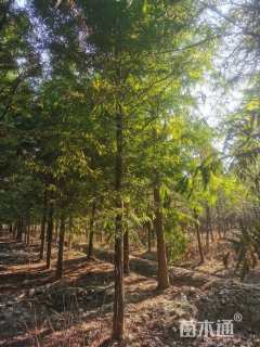 9公分墨西哥落羽杉