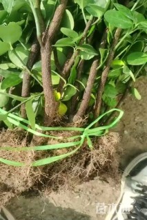 高度180厘米北海道黄杨