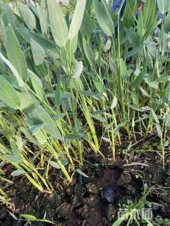 高度60厘米再力花