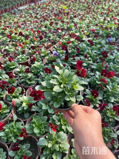 高度10厘米角堇