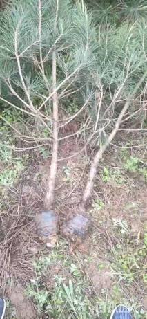 高度100厘米油松