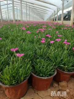 高度30厘米欧石竹