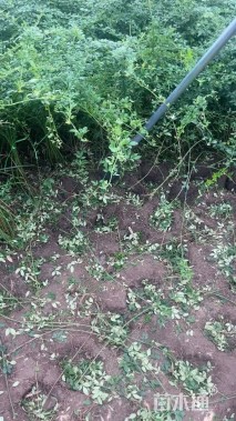 高度60厘米迎春花