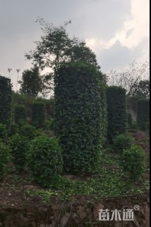 高度100厘米毛叶丁香