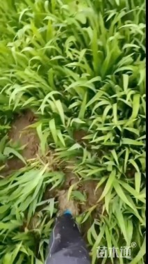 高度20厘米蓝花鸢尾