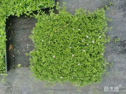 高度5厘米佛甲草