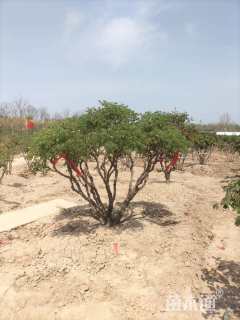 高度100厘米牡丹