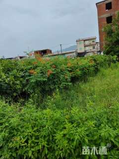 高度120厘米金凤花