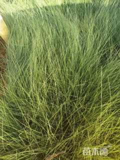高度30厘米细叶针芒