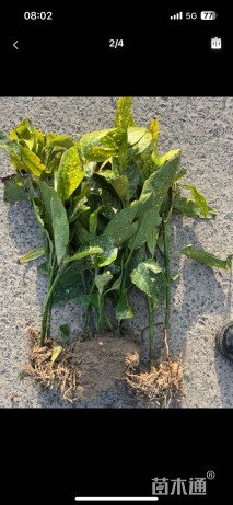 高度35厘米桃叶珊瑚