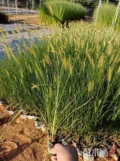 高度25厘米小兔子狼尾草