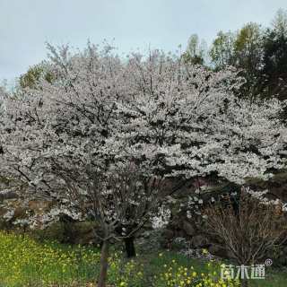 23公分樱花