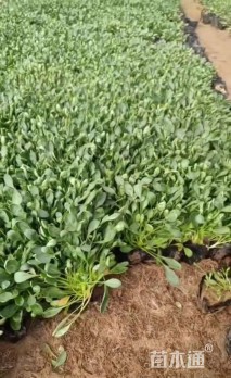 高度5厘米堆心菊