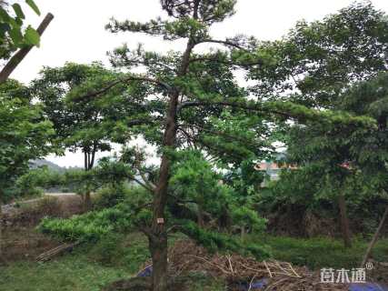 16公分造型罗汉松