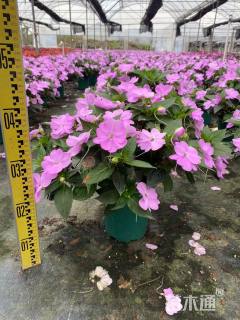 高度35厘米凤仙花