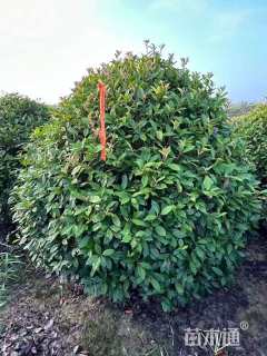 冠幅180厘米红叶石楠球