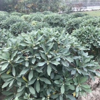 高度120厘米结香球