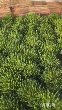 高度30厘米薰衣草