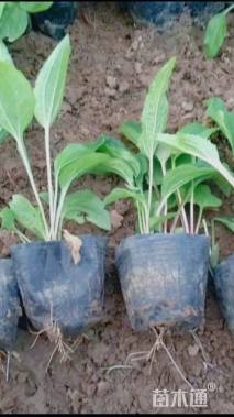 高度21厘米松果菊