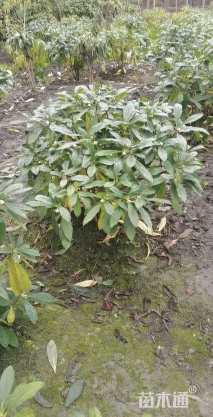 高度90厘米结香球