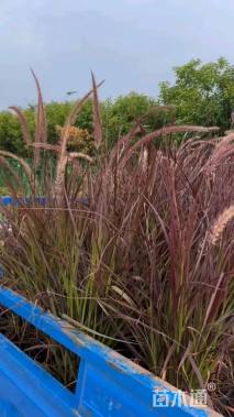 高度50厘米火焰狼尾草