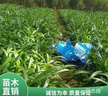 高度10厘米蜘蛛兰