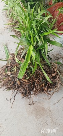 高度15厘米大花萱草