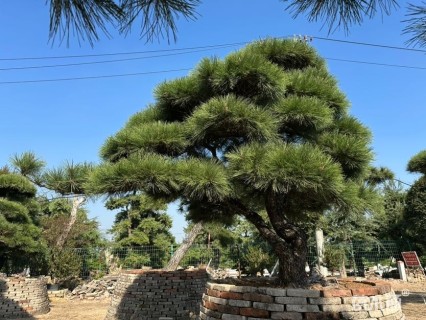 高度100厘米黑松