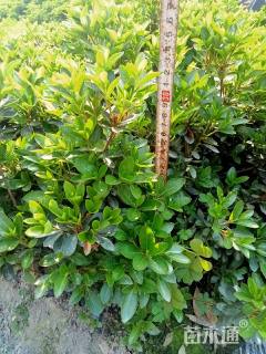 高度100厘米夏鹃球