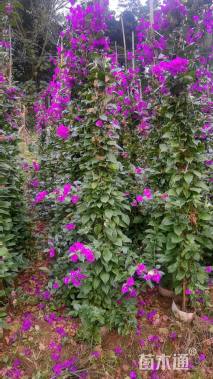 高度100厘米三角梅