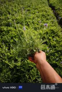 小杯苗亮晶女贞小苗