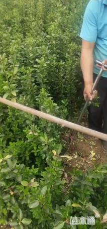 高度35厘米瓜子黄杨