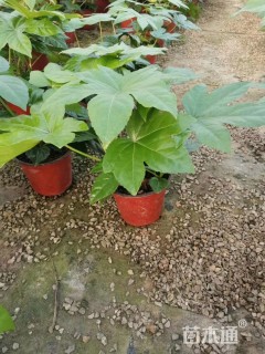 高度30厘米八角金盘小苗