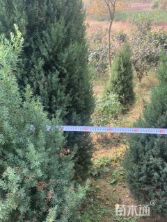 高度290厘米河南桧