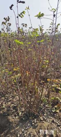 高度180厘米红瑞木