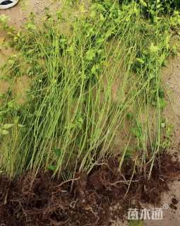 高度40厘米棣棠